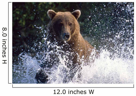 Charging Grizzly Splashing through Wall Decal