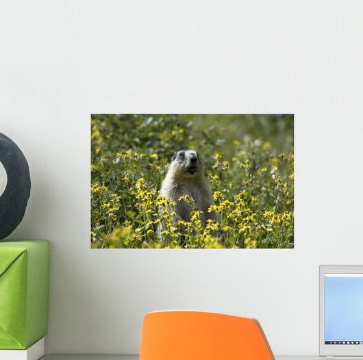Hoary Marmot Stands Upright Wall Decal