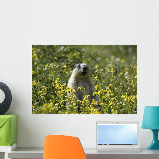 Hoary Marmot Stands Upright Wall Decal