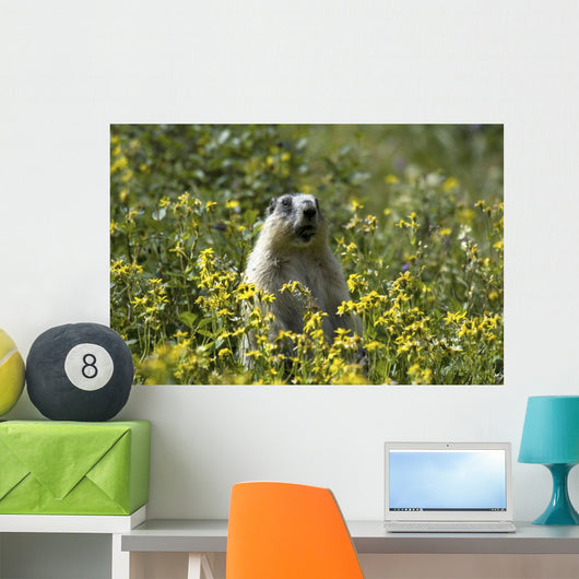 Hoary Marmot Stands Upright Wall Decal
