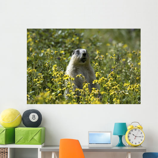 Hoary Marmot Stands Upright Wall Decal