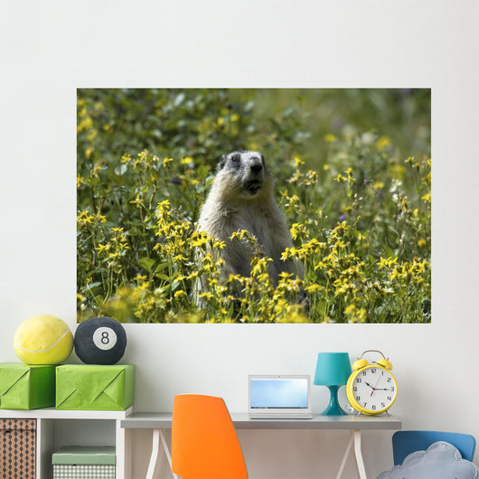 Hoary Marmot Stands Upright Wall Decal