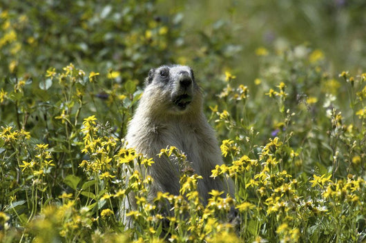 Hoary Marmot Stands Upright Wall Decal