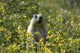 Hoary Marmot Stands Upright Wall Decal