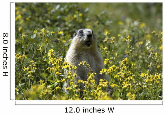 Hoary Marmot Stands Upright Wall Decal