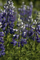 Up Lupine Wildflowers Alaska Wall Decal