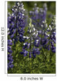 Up Lupine Wildflowers Alaska Wall Decal
