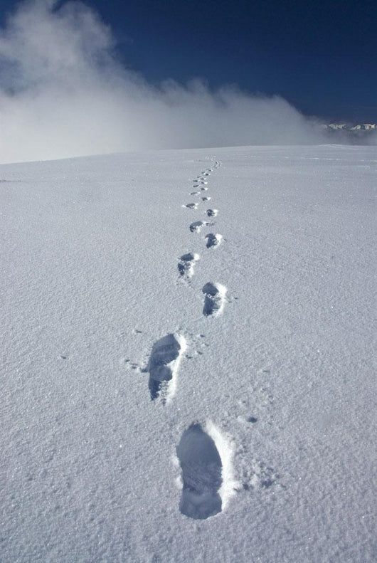 Hiker's Boot Tracks Wall Decal