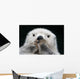 Captive up Sea Otter Wall Decal