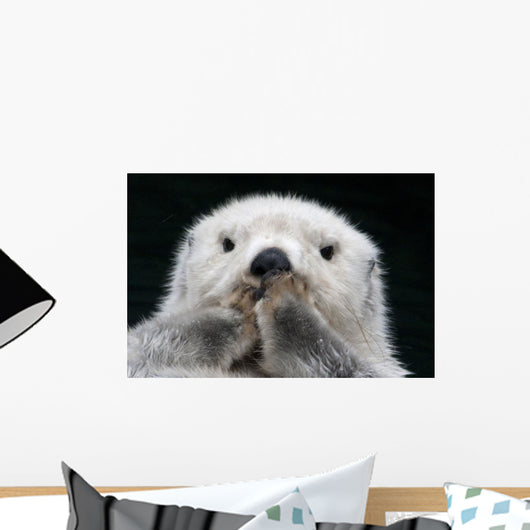 Captive up Sea Otter Wall Decal