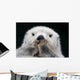 Captive up Sea Otter Wall Decal