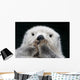 Captive up Sea Otter Wall Decal