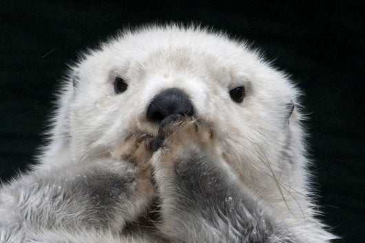 Captive up Sea Otter Wall Decal