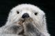 Captive up Sea Otter Wall Decal