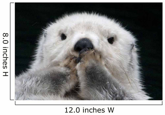 Captive up Sea Otter Wall Decal