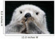 Captive up Sea Otter Wall Decal