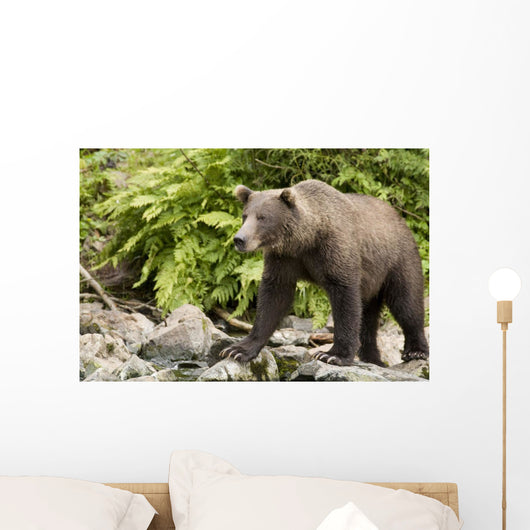 Adult Brown Bear Standing Wall Decal