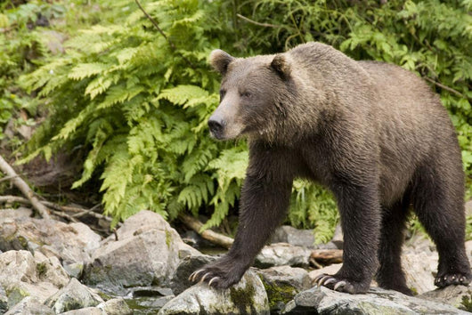 Adult Brown Bear Standing Wall Decal