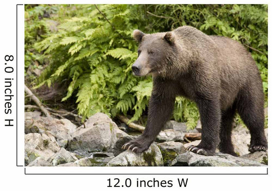 Adult Brown Bear Standing Wall Decal
