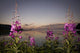 Up Fireweed with Big Wall Decal