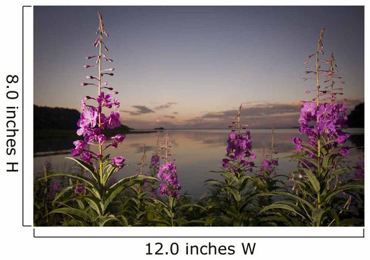 Up Fireweed with Big Wall Decal