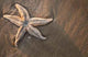 Starfish Beach Wall Decal Design 2