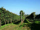 Weinreben Wall Decal