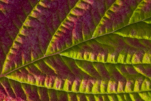 Macro Salmonberry Leaf Changing Wall Decal