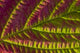 Macro Salmonberry Leaf Changing Wall Decal
