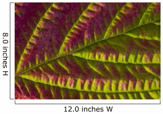 Macro Salmonberry Leaf Changing Wall Decal