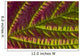 Macro Salmonberry Leaf Changing Wall Decal