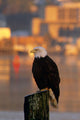 Bald Eagle Perched Piling Wall Decal