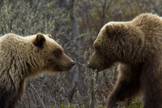 Sow and Cub Grizzly Wall Decal
