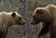 Sow and Cub Grizzly Wall Decal