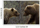 Sow and Cub Grizzly Wall Decal