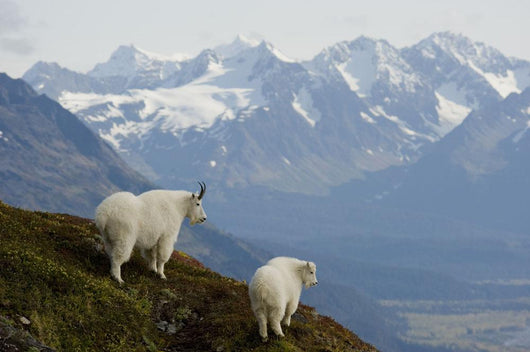 Nanny Kid Mountain Goat Wall Decal