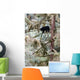 Black Bear Cub up Wall Decal