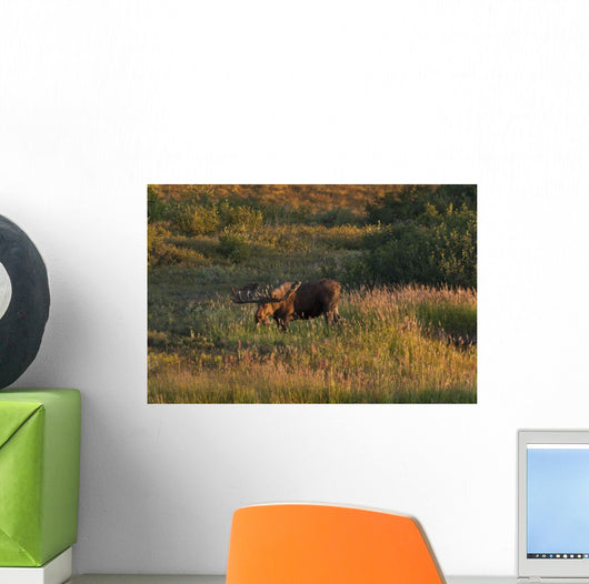 Bull Moose Stands Fall-colored Wall Decal