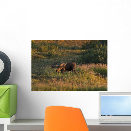 Bull Moose Stands Fall-colored Wall Decal