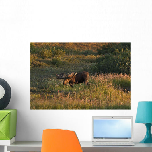 Bull Moose Stands Fall-colored Wall Decal