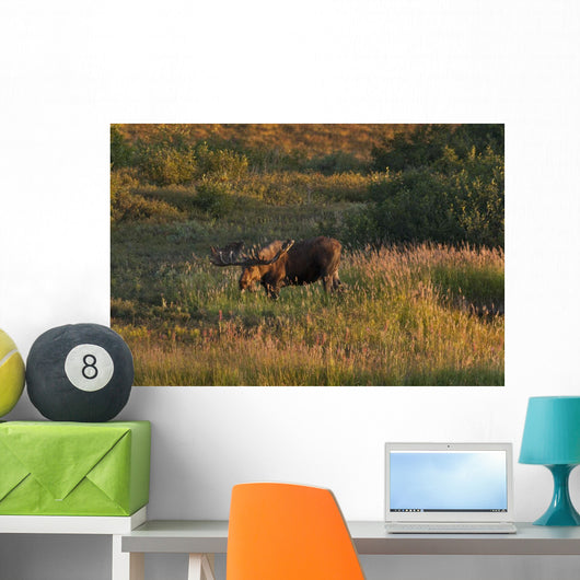 Bull Moose Stands Fall-colored Wall Decal
