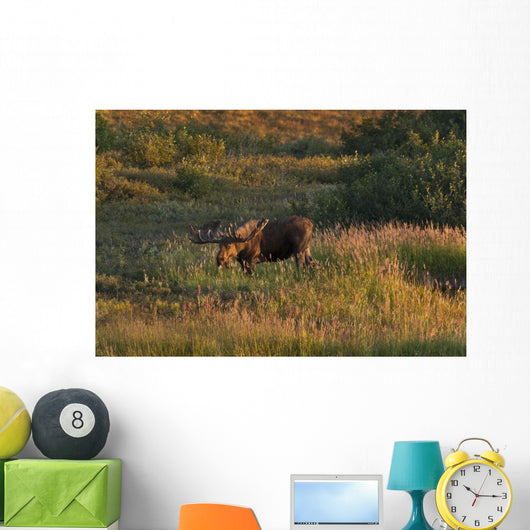 Bull Moose Stands Fall-colored Wall Decal