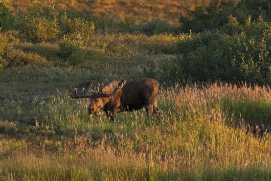Bull Moose Stands Fall-colored Wall Decal