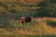 Bull Moose Stands Fall-colored Wall Decal