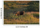 Bull Moose Stands Fall-colored Wall Decal