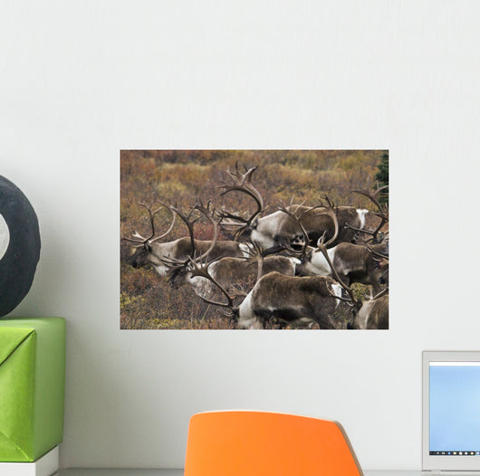 Group Bull Caribou Begin Wall Decal