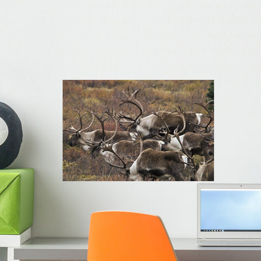 Group Bull Caribou Begin Wall Decal