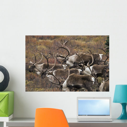 Group Bull Caribou Begin Wall Decal