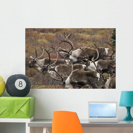 Group Bull Caribou Begin Wall Decal