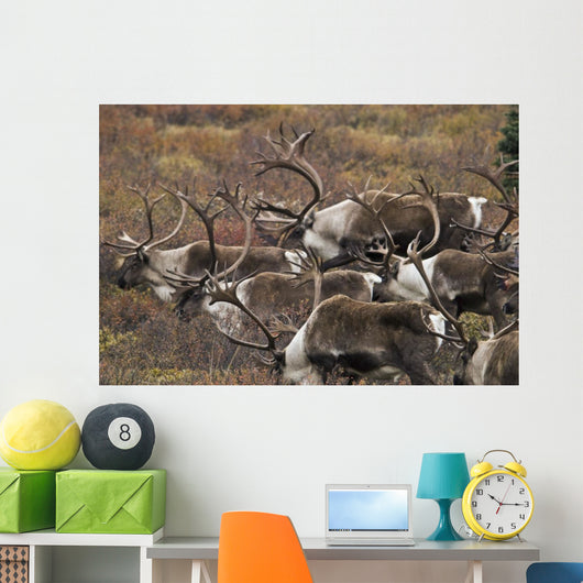 Group Bull Caribou Begin Wall Decal
